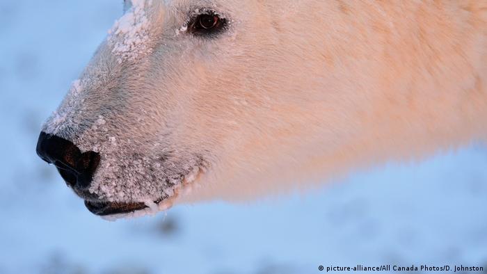 Oil industry's polar-bear detection methods fails often