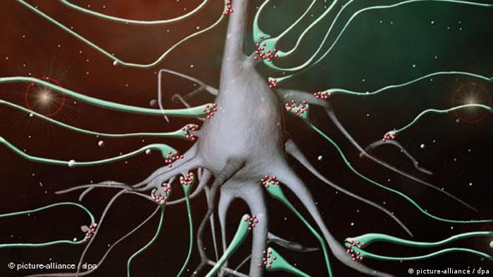 Synapse im Gehirn