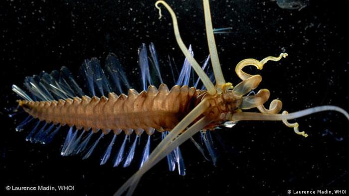 A 'squidworm' photographed in deep, dark water (Laurence Madin, WHOI)