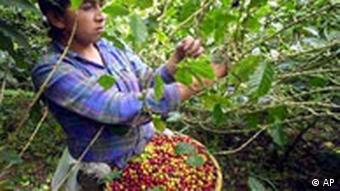 Kaffeeernte in Nicaragua