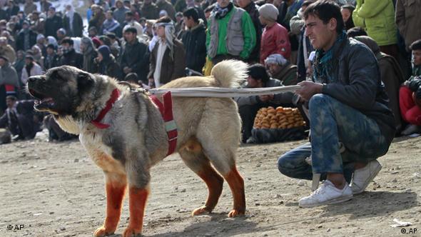 سگ جنگی هرات