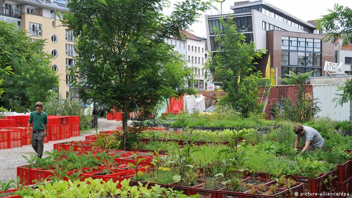 Urban Gardening project