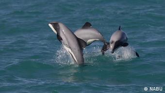 «Πολύ συχνά στα δίχτυα των ψαράδων πιάνονται δελφίνια, φάλαινες, καρχαρίες, θαλασσοπούλια, θαλάσσιες χελώνες»