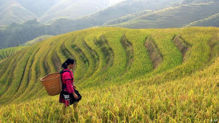 زراعة الرز في الصين