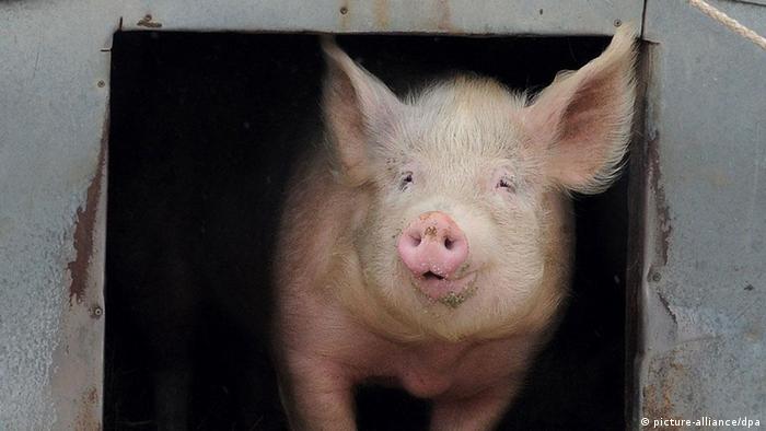 Pig Number 5 at My Little Farm (Copyright: Bernd Settnik dpa/lbn)