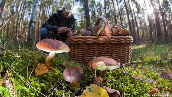 Man gathering mushrooms in forest