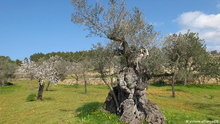 حملة إسبانية لإنقاذ أشجار الزيتون الألفية علوم وتكنولوجيا Dw