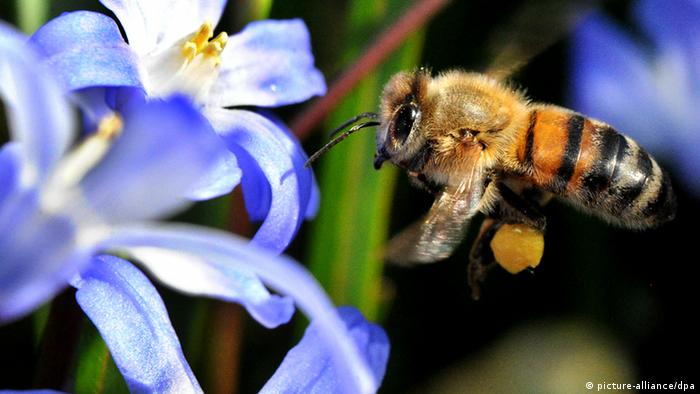 Biene im Anflug auf Blüte (Foto: dpa/Bildfunk)