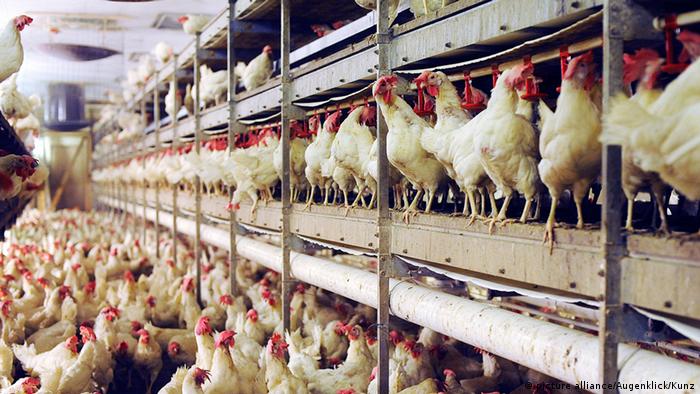 Chickens packed closely together in a factory farm