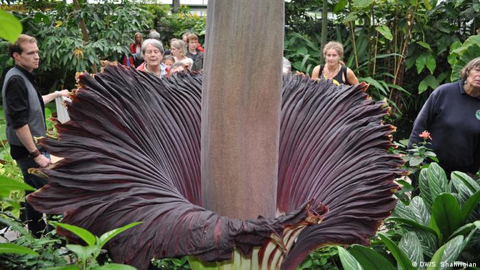 Rare Corpse Flower Finally Blooms In Germany Environment All