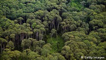 Regenwald Asien Indonesien (Getty Images)