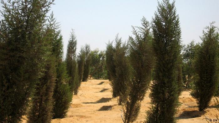 مشروع مصري بافاري لتحويل الصحراء المصرية لجنة خضراء ثقافة