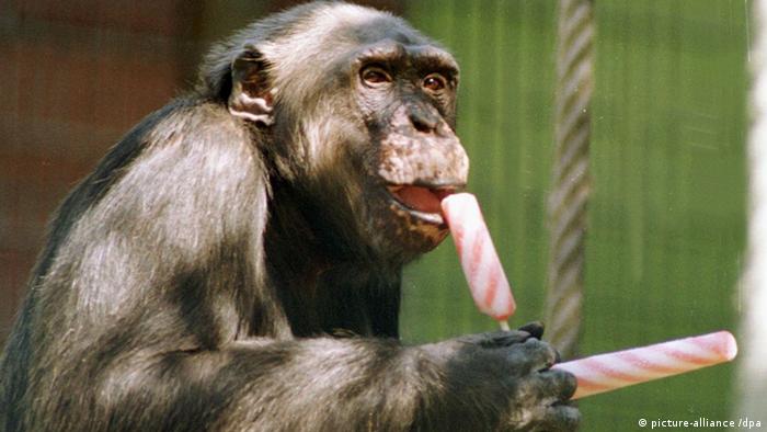 Schimpanse in Landauer Zoo isst Eis (picture-alliance /dpa)