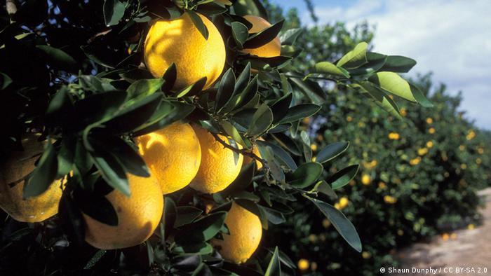 An orange orchard in Florida (Shaun Dunphy / CC BY-SA 2.0)
