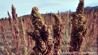 Quinoa Bolivien (A.Raldes/AFP/GettyImages)