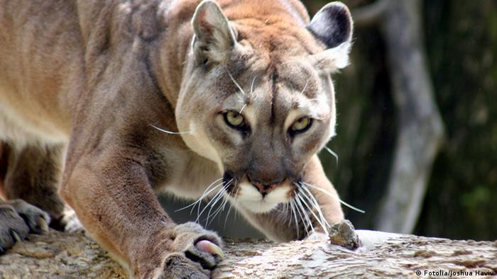 Jogger fights off mountain lion, kills 