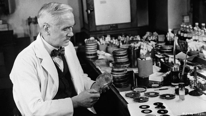 Alexander Fleming, discoverer of penicillin, studies mold cultures in his laboratory
