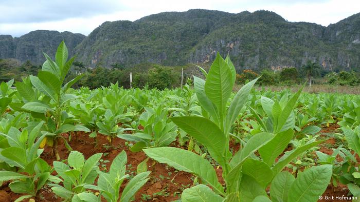 Kuba Landwirtschaft Tabakanbau (Grit Hofmann)