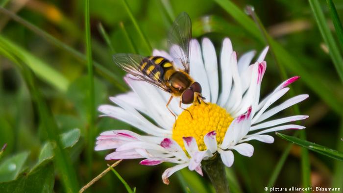 Las abejas son importantes polinizadores, pero también otros insectos como este sírfido pueden asumir esta tarea.