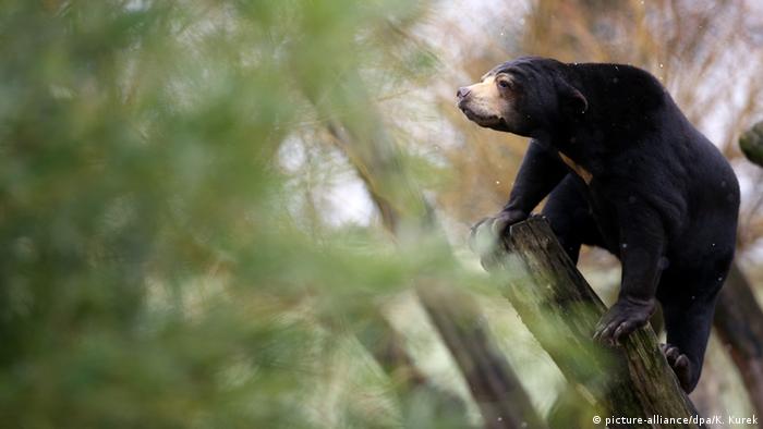 Малайский медведь в Мюнстерском зоопарке
