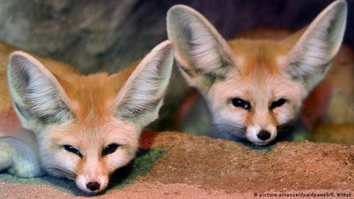 Фенеки - миниатюрные лисицы в зоопарке Карлсруэ