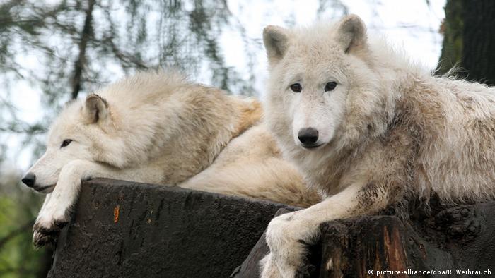 Волки в Дуйсбургском зоопарке