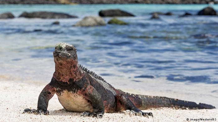 Galapagos Fights Temptation Of Mass Tourism Dw Travel Dw