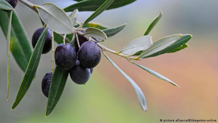 فوائد علاجية مذهلة لأوراق شجرة الزيتون عالم المنوعات Dw