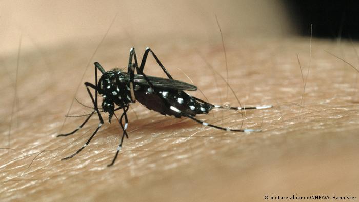 En América Latina hoy mata el dengue, no el coronavirus | Las noticias y  análisis más importantes en América Latina | DW | 03.02.2020