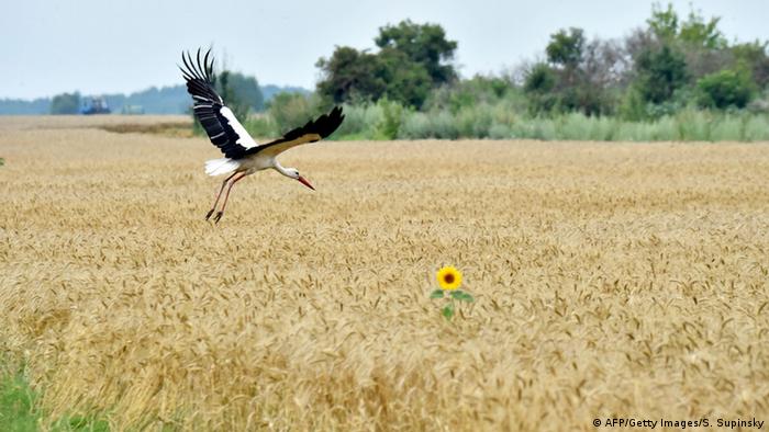 Пшеничне поле (AFP/Getty Images/S. Supinsky)