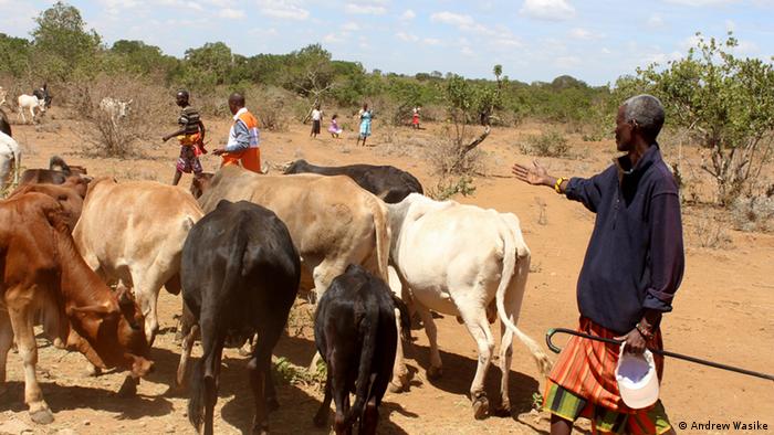 Rebanho de vacas e pastores em savana no Quênia