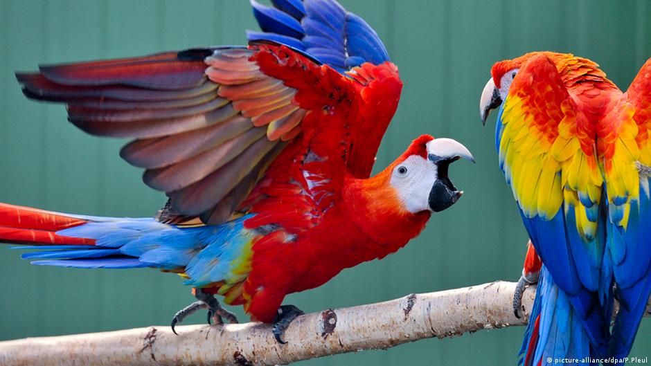 Keajaiban Evolusi Ciptakan Burung Warna Warni Semua 