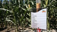 Argentinien Monsanto Maisfeld