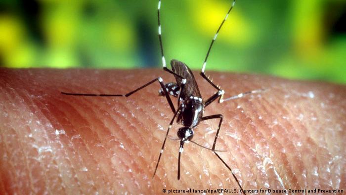 Novo Teste De Urina Deteta Malaria Em 25 Minutos Internacional