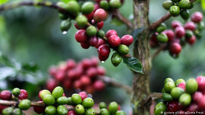 Kolumbien Kaffeanbau (picture-alliance/Zuma Press)
