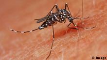 Können mücken aids übertragen