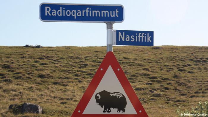 A sign showing muskoxen