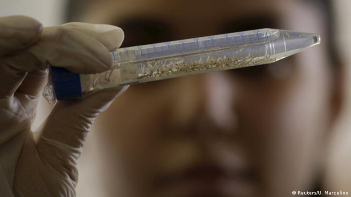 Cientistas desenvolvem pesquisa sobre o vírus zika em laboratório da Fiocruz