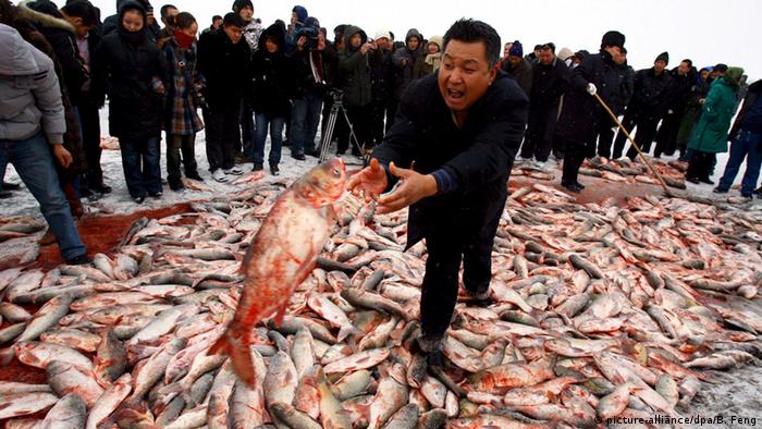 چین به صید بی‌رویه و ناپایدار خود ادامه می‌دهد