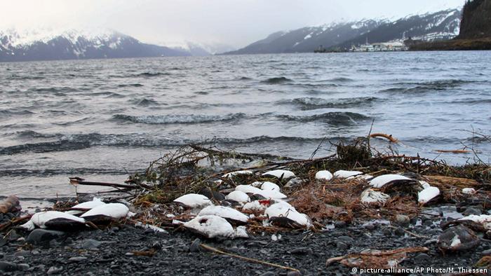 US: Dead murres in Whittier, Alaska (picture-alliance/AP Photo/M. Thiessen)