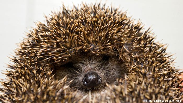 Saving Baby Hedgehogs In Germany All Media Content Dw 28 10 2017
