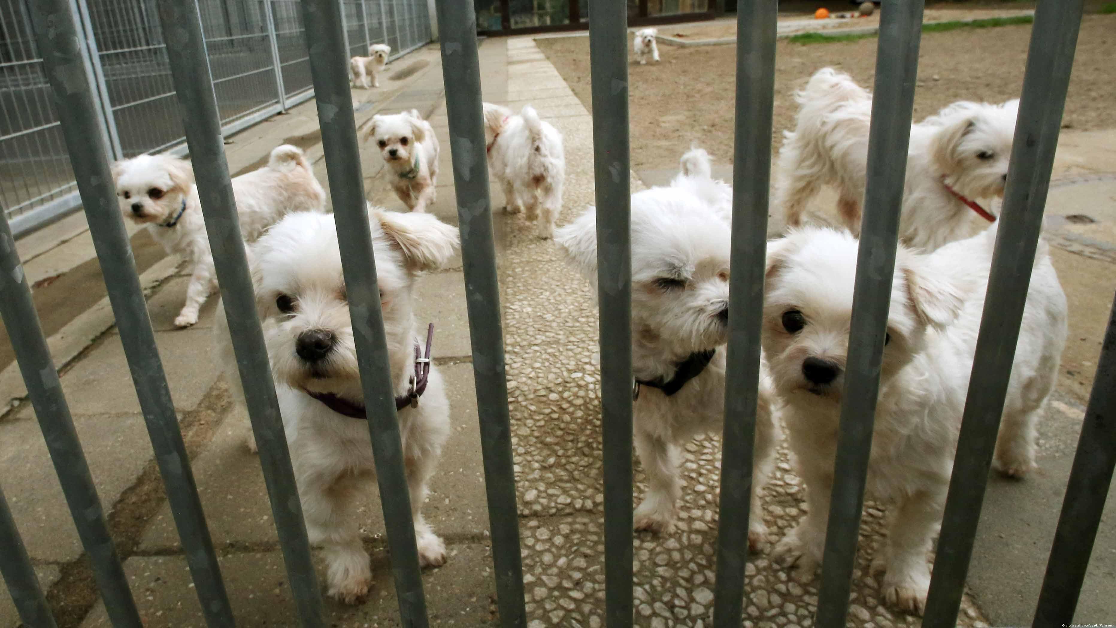 Almanya'da ihmal nedeniyle sahibinden alınarak bakımevine koyulan köpekler yeni sahiplerini bekliyor.