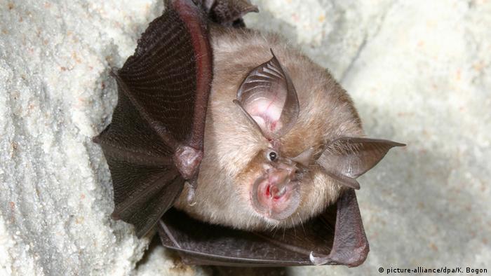 A horseshoe bat