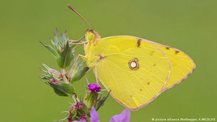 Recientemente, los investigadores han descubierto que el número de insectos en una reserva natural de Alemania se ha reducido un 75 por ciento. 