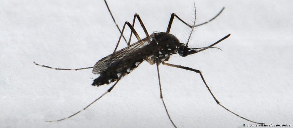 Febre amarela é transmitida por várias espécies de mosquitos