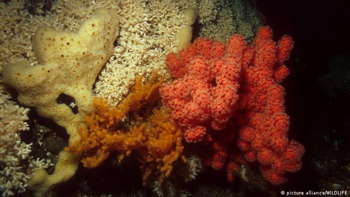 Korallenriffe Norwegen Kaltwasserriff