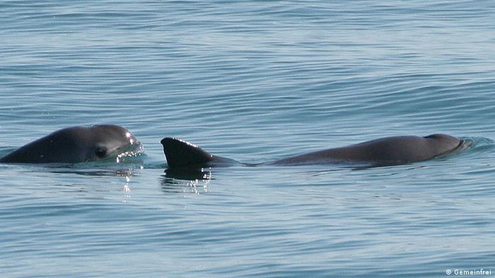 Kalifornische Schweinswale (Golftümmler oder Vaquita)