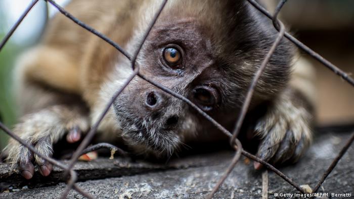 A close-up of a small monkey looking into the camera through a cage