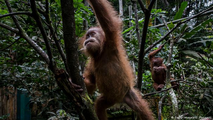 Індонезійським орангутанам загрожує вимирання через вирубку лісів