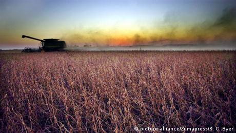 Cultivos de soja fumigados con Roundup de Monsanto. (Archivo).